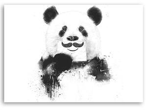 Obraz na plátně Černobílá panda - Rykker Rozměry: 60 x 40 cm