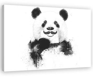 Obraz na plátně Černobílá panda - Rykker Rozměry: 60 x 40 cm