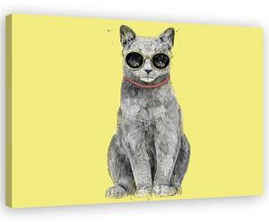 Obraz na plátně Kočka s brýlemi - Rykker Rozměry: 60 x 40 cm