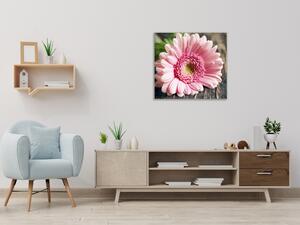 Obraz skleněný čtvercový květ růžové gerbery na dřevě - 40 x 40 cm