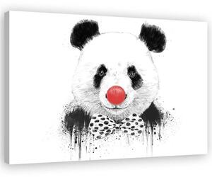 Obraz na plátně Panda s klaunským nosem - Rykker Rozměry: 60 x 40 cm