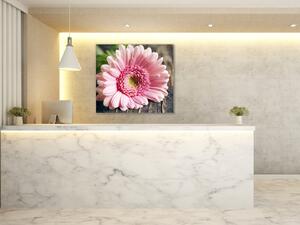 Obraz skleněný čtvercový květ růžové gerbery na dřevě - 55 x 55 cm
