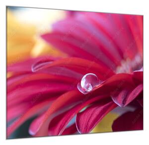 Obraz na skle detail květ gerbery s rosou - 40 x 40 cm