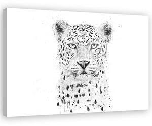 Obraz na plátně Velká leopardí hlava - Rykker Rozměry: 60 x 40 cm