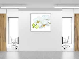 Obraz skleněný čtvercový bílý květ a poupata orchidej - 40 x 40 cm