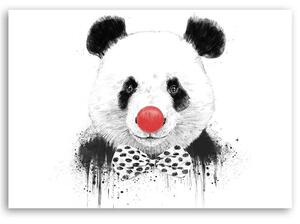 Obraz na plátně Panda s klaunským nosem - Rykker Rozměry: 60 x 40 cm