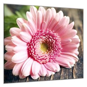 Obraz skleněný čtvercový květ růžové gerbery na dřevě - 34 x 34 cm