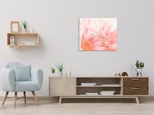 Obraz skleněný čtvercový detail květu růžové gerbery - 55 x 55 cm