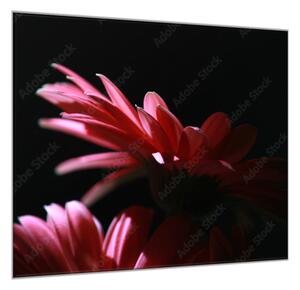 Obraz skleněný čtvercový květ růžové gerbery na černém podkladu - 55 x 55 cm