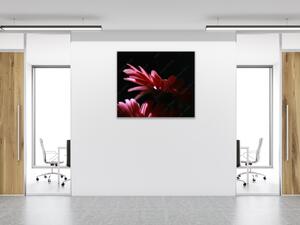 Obraz skleněný čtvercový květ růžové gerbery na černém podkladu - 40 x 40 cm
