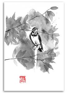 Obraz na plátně Černobílý vrabec na větvi - Péchane Rozměry: 40 x 60 cm