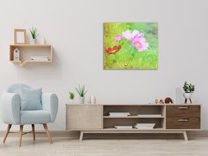 Obraz skleněný čtvercový květy růžových kopretiny na louce - 40 x 40 cm