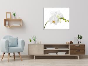 Obraz do koupelny květ bílé orchideje na stonku - 40 x 40 cm