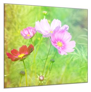 Obraz skleněný čtvercový květy růžových kopretiny na louce - 34 x 34 cm
