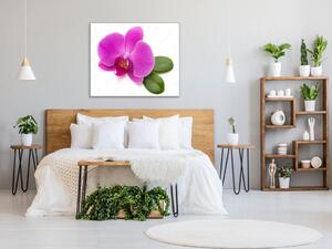 Obraz skleněný čtvercový květ fialové orchideje a list - 50 x 50 cm
