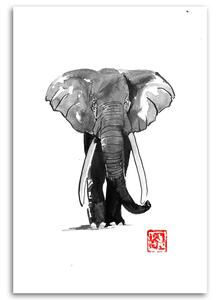 Obraz na plátně Černobílý slon - Péchane Rozměry: 40 x 60 cm