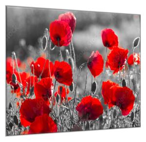 Obraz skleněný čtvercový červené květy vlčího máku na šedém - 55 x 55 cm