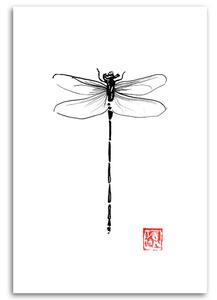 Obraz na plátně Černobílá vážka - Péchane Rozměry: 40 x 60 cm
