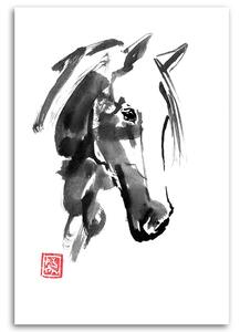 Obraz na plátně Hlava koně - Péchane Rozměry: 40 x 60 cm