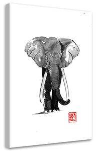 Obraz na plátně Černobílý slon - Péchane Rozměry: 40 x 60 cm