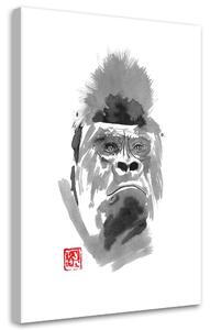 Obraz na plátně Gorila - Péchane Rozměry: 40 x 60 cm