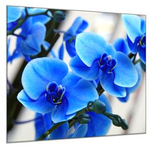 Obraz skleněný čtvercový květy modré orchideje - 40 x 40 cm