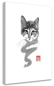 Obraz na plátně Mladé kotě - Péchane Rozměry: 40 x 60 cm