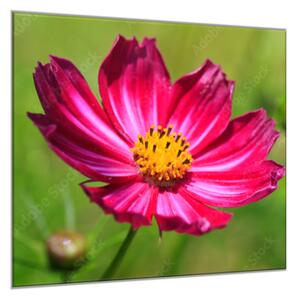 Obraz skleněný čtvercový květ červené kopretiny - 55 x 55 cm