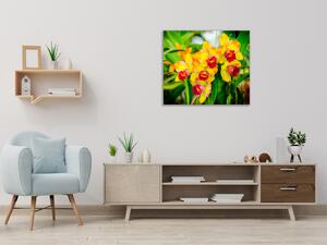 Obraz skleněný čtvercový žlutý květ orchideje v zahradě - 40 x 40 cm