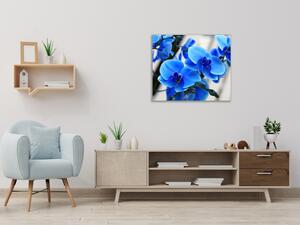 Obraz skleněný čtvercový květy modré orchideje - 50 x 50 cm