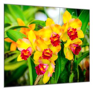 Obraz skleněný čtvercový žlutý květ orchideje v zahradě - 34 x 34 cm
