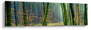 Obraz lesa (170x50 cm)