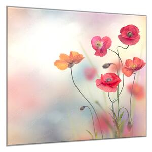 Obraz skleněný čtvercový malované květy vlčích máků - 40 x 40 cm