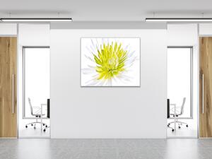 Obraz skleněný čtvercový květ bílo žlutá chryzantéma - 40 x 40 cm