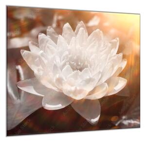 Obraz na skle detail bílý květ leknínu - 50 x 50 cm