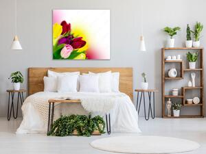 Obraz skleněný čtvercový květy barevné tulipány v melíru - 40 x 40 cm