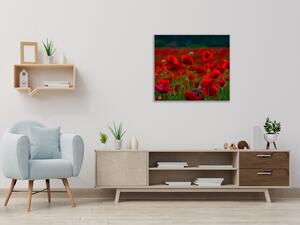 Obraz skleněný čtvercový pole červených vlčích máků - 40 x 40 cm