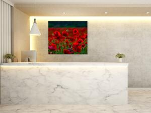 Obraz skleněný čtvercový pole červených vlčích máků - 40 x 40 cm