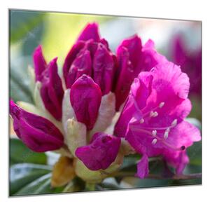 Obraz skleněný čtvercový květ tmavě růžový rododendron - 40 x 40 cm