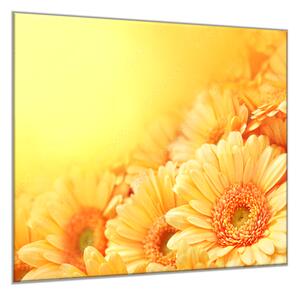 Obraz skleněný čtvercový květy žluté gerbery na žlutém pozadí - 40 x 40 cm