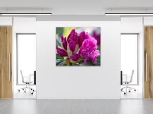 Obraz skleněný čtvercový květ tmavě růžový rododendron - 34 x 34 cm