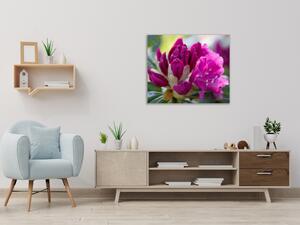 Obraz skleněný čtvercový květ tmavě růžový rododendron - 34 x 34 cm