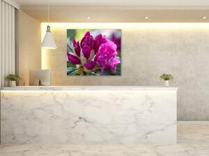 Obraz skleněný čtvercový květ tmavě růžový rododendron - 40 x 40 cm