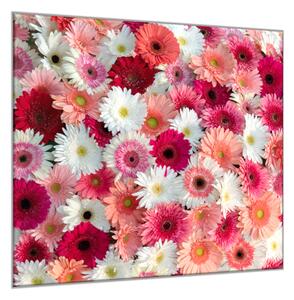 Obraz na skle detail růžové a bílé květy gerbery - 55 x 55 cm