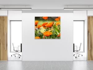 Obraz skleněný čtvercový oranžové květy měsíček lékařský - 40 x 40 cm