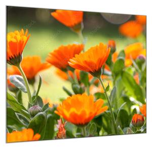 Obraz skleněný čtvercový oranžové květy měsíček lékařský - 50 x 50 cm