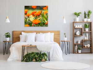 Obraz skleněný čtvercový oranžové květy měsíček lékařský - 40 x 40 cm