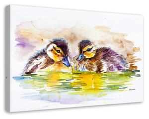 Obraz na plátně Dvě malé kachničky - Dorota Martyńska Rozměry: 60 x 40 cm