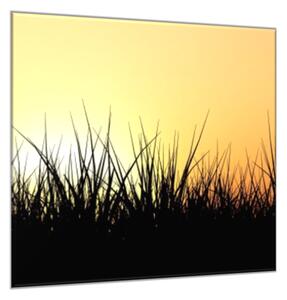 Obraz skleněný tráva v západu slunce - 50 x 50 cm