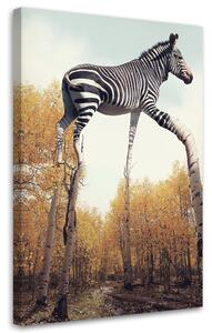 Obraz Zebra a březové nohy - Patryk Andrzejewski Rozměry: 40 x 60 cm, Provedení: Obraz na plátně